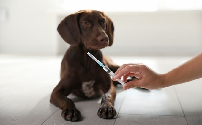 Veterinary Ultrasound Imaging: What Pet Owners Need to Know